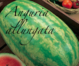 ANGURIA ALLUNGATA piante orticole aps vivai