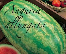 anguria allungata
