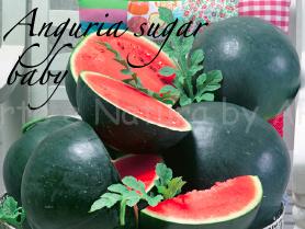anguria sugar baby piante orticole aps vivai