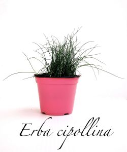 erba cipollina