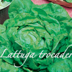 lattuga trocadero