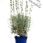 lavanda angustifolia