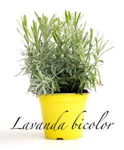 lavanda bicolor