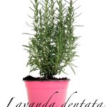 lavanda dentata