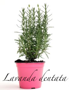 lavanda dentata