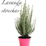 lavanda stoechas