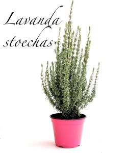 lavanda stoechas