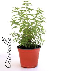 citronella