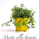 menta alla banana