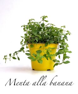 menta alla banana