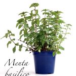 menta basilico