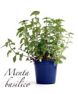 menta basilico