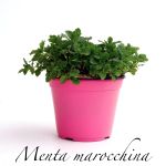 menta marocchina