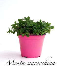 menta marocchina