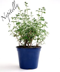 nepitella