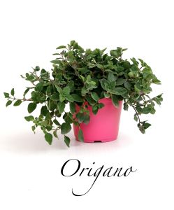 origano