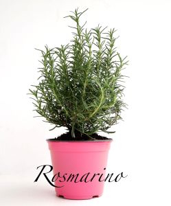 rosmarino