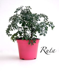 ruta