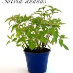 Salvia ananas