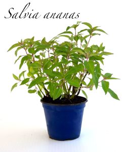 salvia ananas