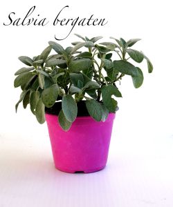 salvia bergaten