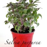 salvia purpurea