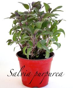 salvia purpurea