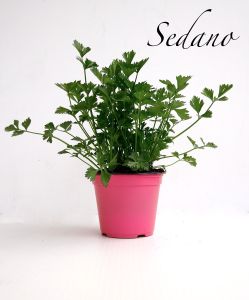 sedano