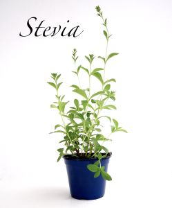 stevia