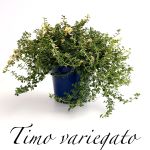 timo variegato