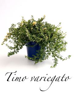 timo variegato