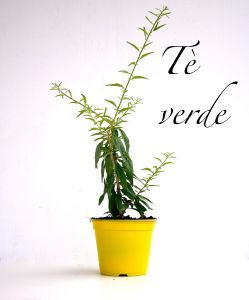 tè verde