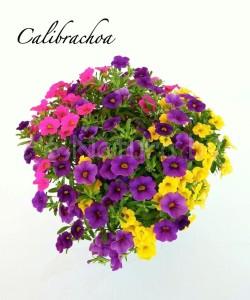 calibrachoa