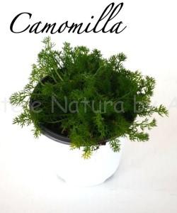 camomilla