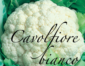 cavolfiore bianco aps vivai piante orticole