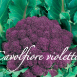 cavolfiore violetto piante orticole aps vivai