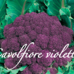 cavolfiore violetto