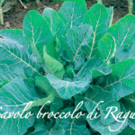 cavolo broccolo di ragusa