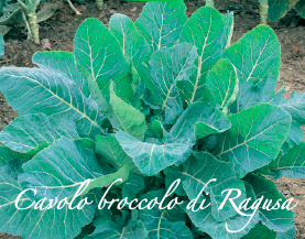 cavolo broccolo di ragusa piante orticole aps vivai