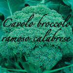 cavolo broccolo ramoso calabrese piante orticole aps vivai