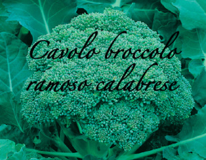 cavolo broccolo ramoso calabrese piante orticole aps vivai