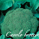 cavolo broccolo