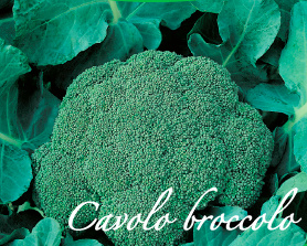 cavolo broccolo piante orticole aps vivai