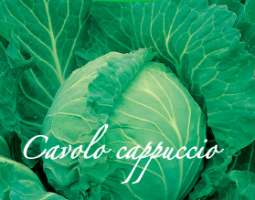 cavolo cappuccio aps vivai piante orticole