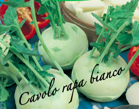 cavolo rapa bianco aps vivai piante orticole