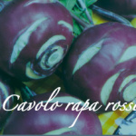 cavolo rapa rosso