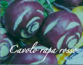 cavolo rapa rosso aps vivai piante orticole