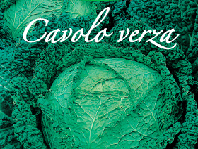cavolo verza piante orticole aps vivai
