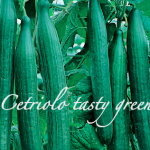 cetriolo tasty green aps vivai scicli piante orticole