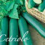 cetriolo piante orticole aps vivai scicli